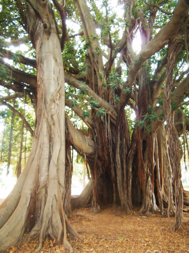 Giardino Garibaldi -  Ficus macrophylla, Палермо