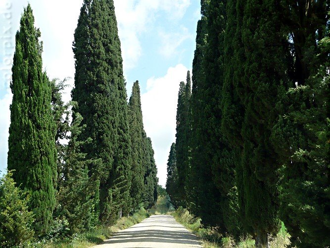 Cypress Alley going to Fortezza di Poggio Imperiale, Виареджио