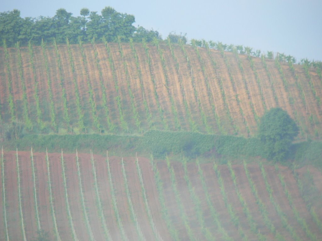 Vineyards of Tuscany, Пистойя