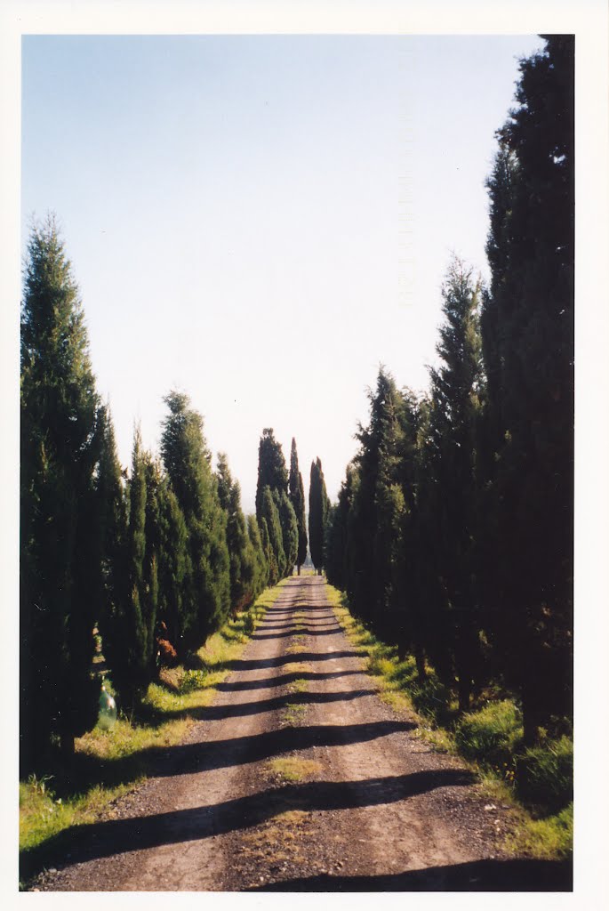 Tuscan Cypresses, Сьена
