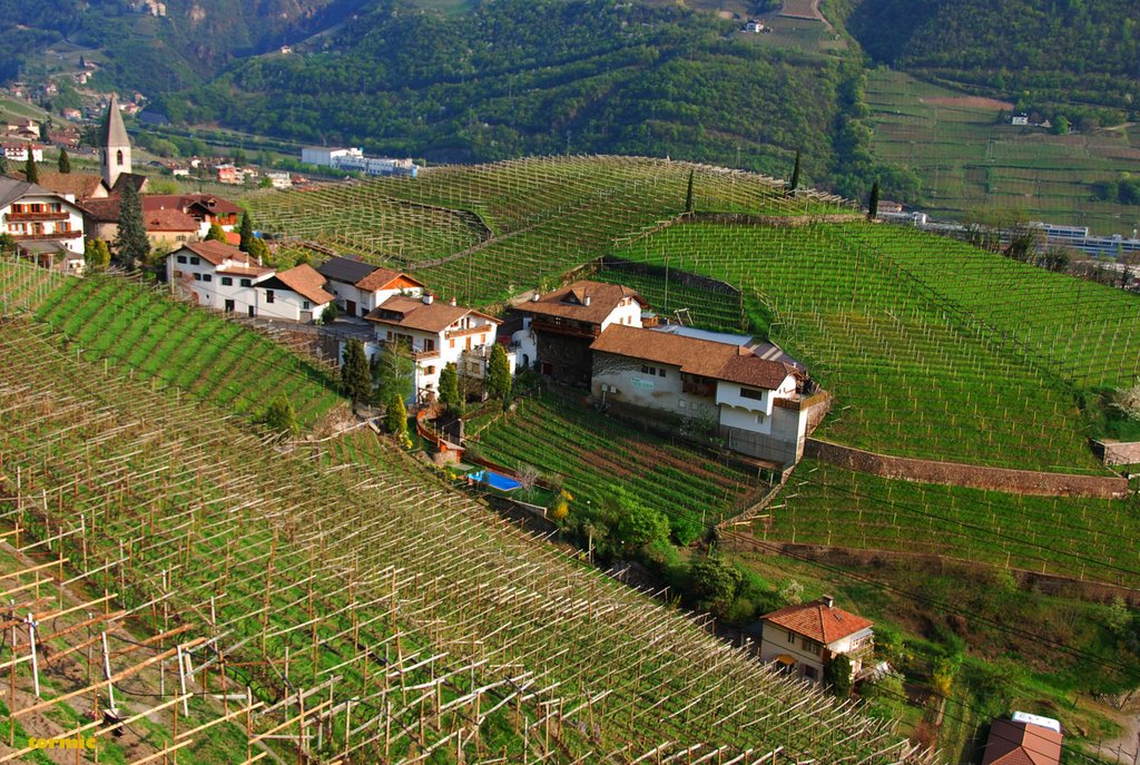 Wineyards of Sankt Magdalena (Bozen/Bolzano), Больцано