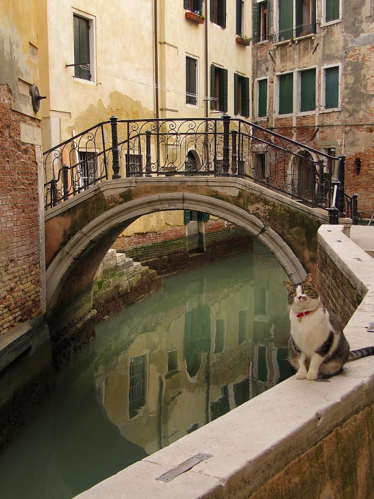 Venice Cat, Венеция