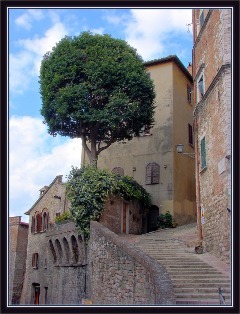 Un albero cresce a Perugia, Перуджа