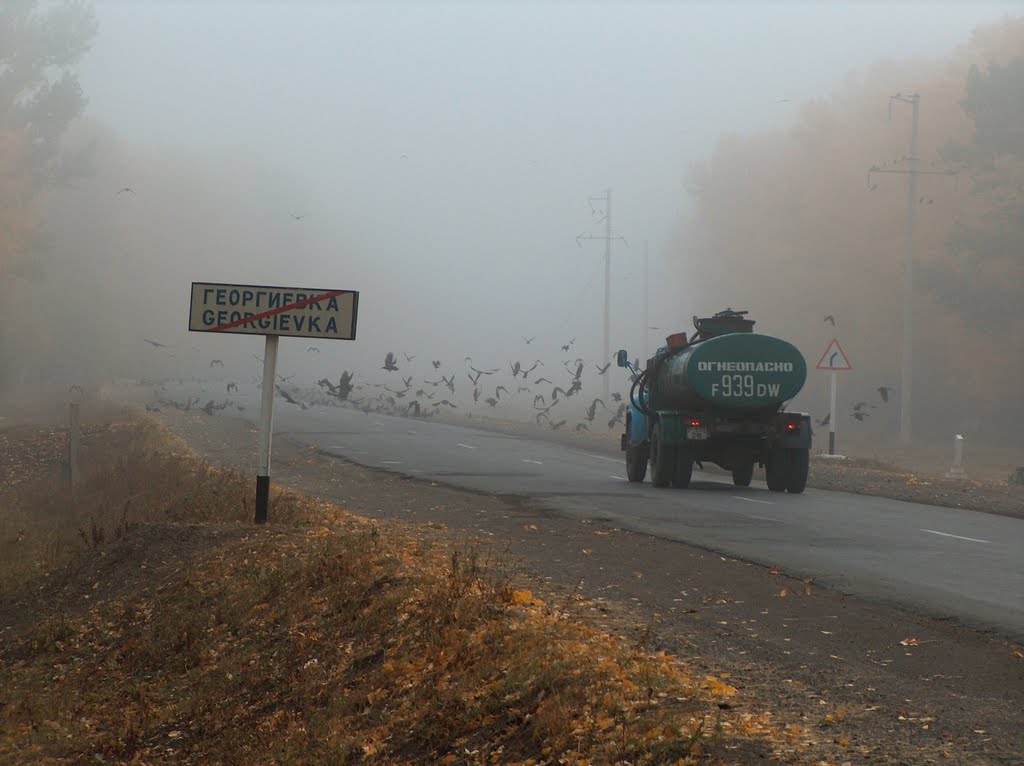 Flock of Crows Стая ворон, Катон-Карагай