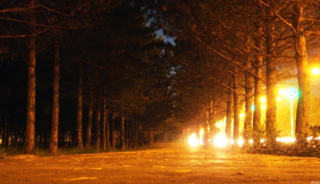 Night trees, Самарское