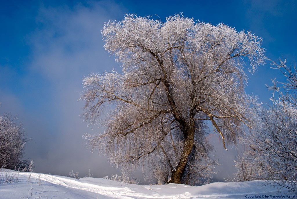 Magic tree on river border (-30C), Усть-Каменогорск