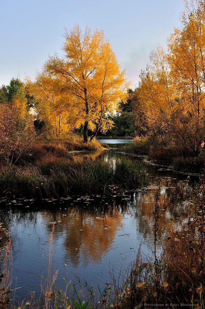 осенний пейзаж с деревом и листьями в воде, Усть-Каменогорск