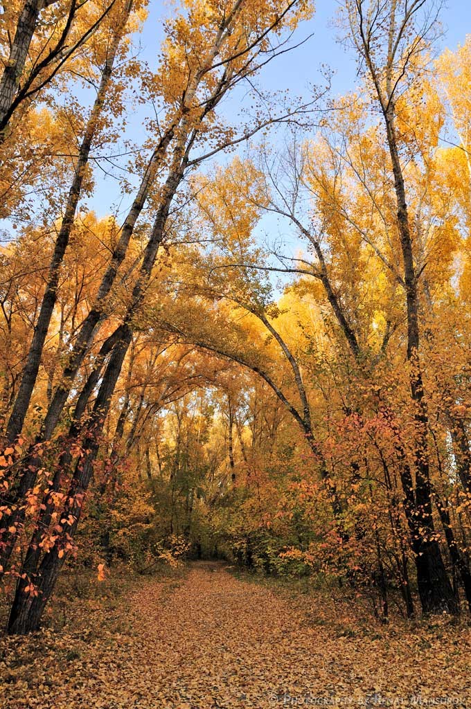 Осенний пейзаж, Усть-Каменогорск