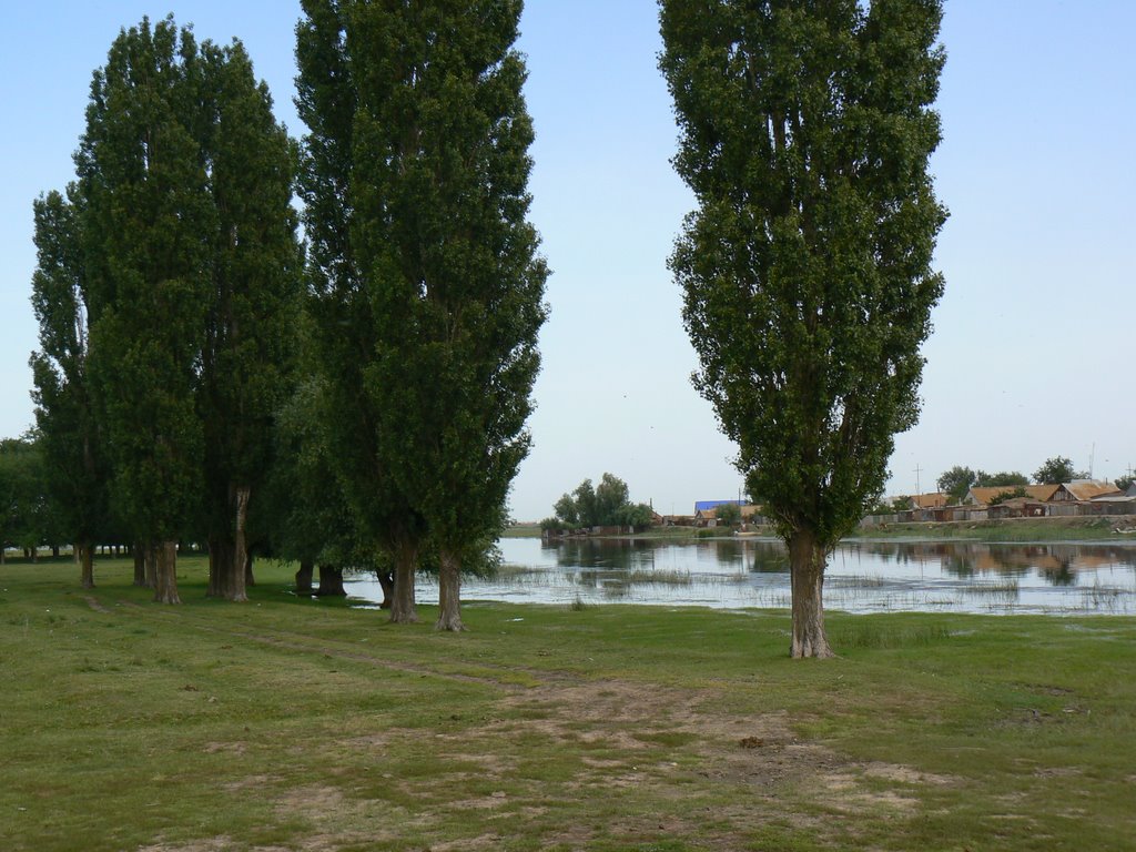 Ganjushkin. Poplars on coast of the river., Ганюшкино
