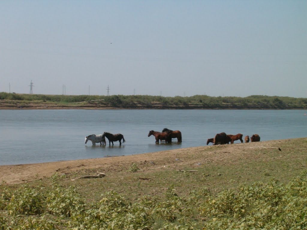 Лошади на берегу Урала. Horses on the bank of Ural river, Индерборский