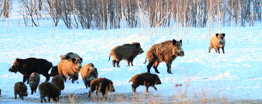 Siberian wild boars, Новотроицкое