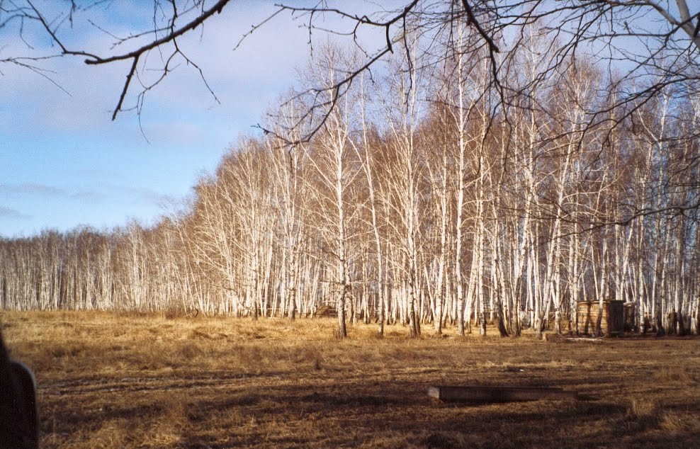 Forêt de bouleaux, Новотроицкое