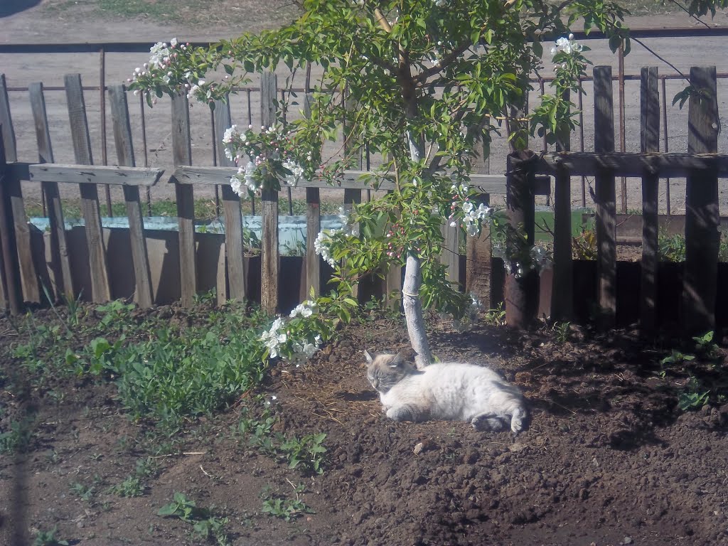кошка Маня и яблоня, Абай
