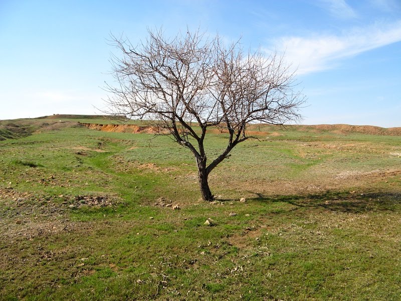 Дерево, Актау