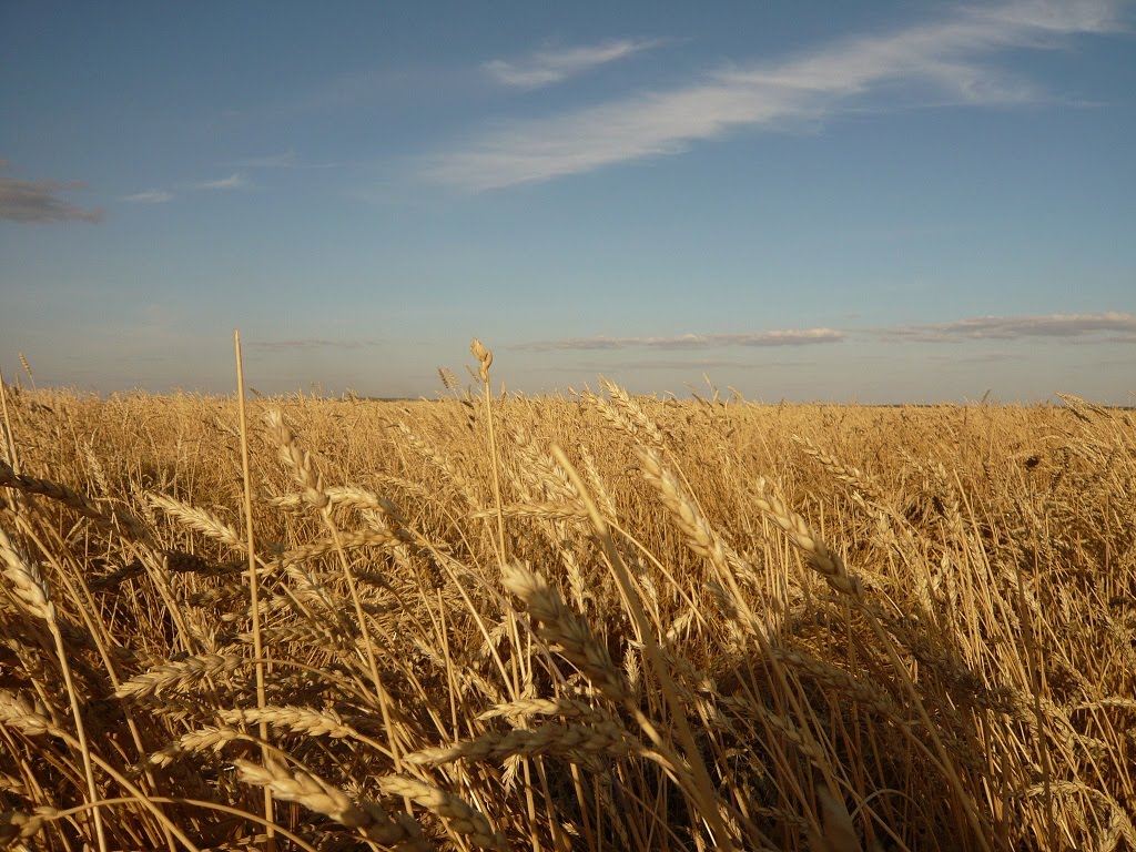 Поле, недалеко от Красиловки | Field near Krassilovka, Айдабул