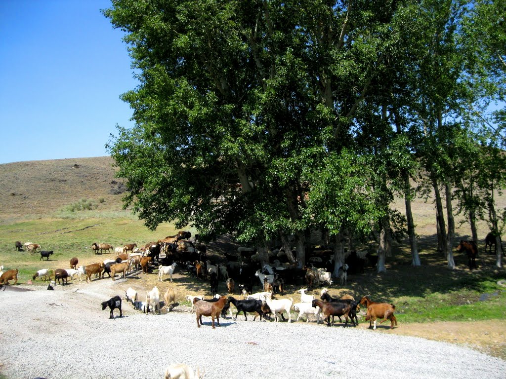 Steppe spring, Кокчетав