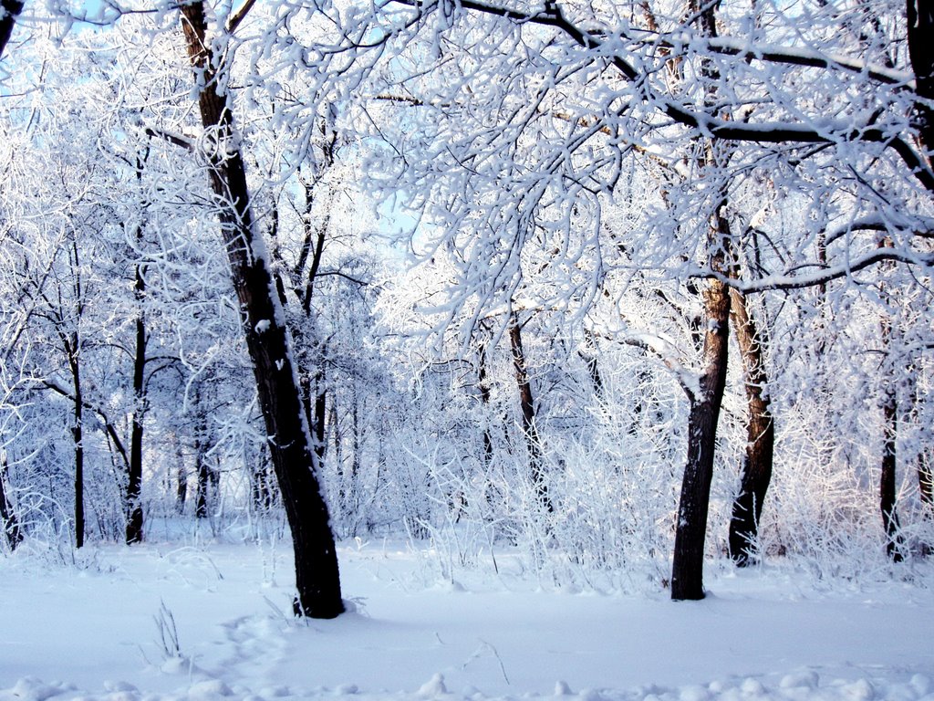 Зима в парке (01.2009), Красноармейск