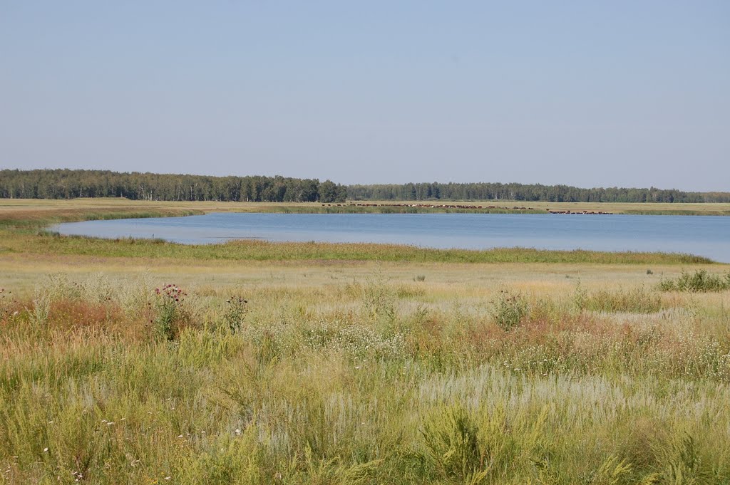 Озеро, Камышное
