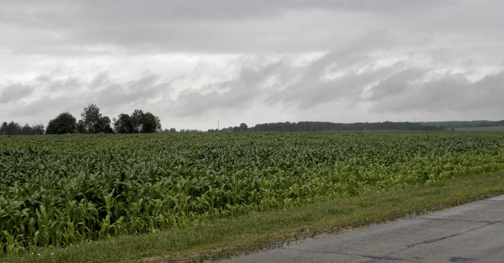 corn field, Комсомолец