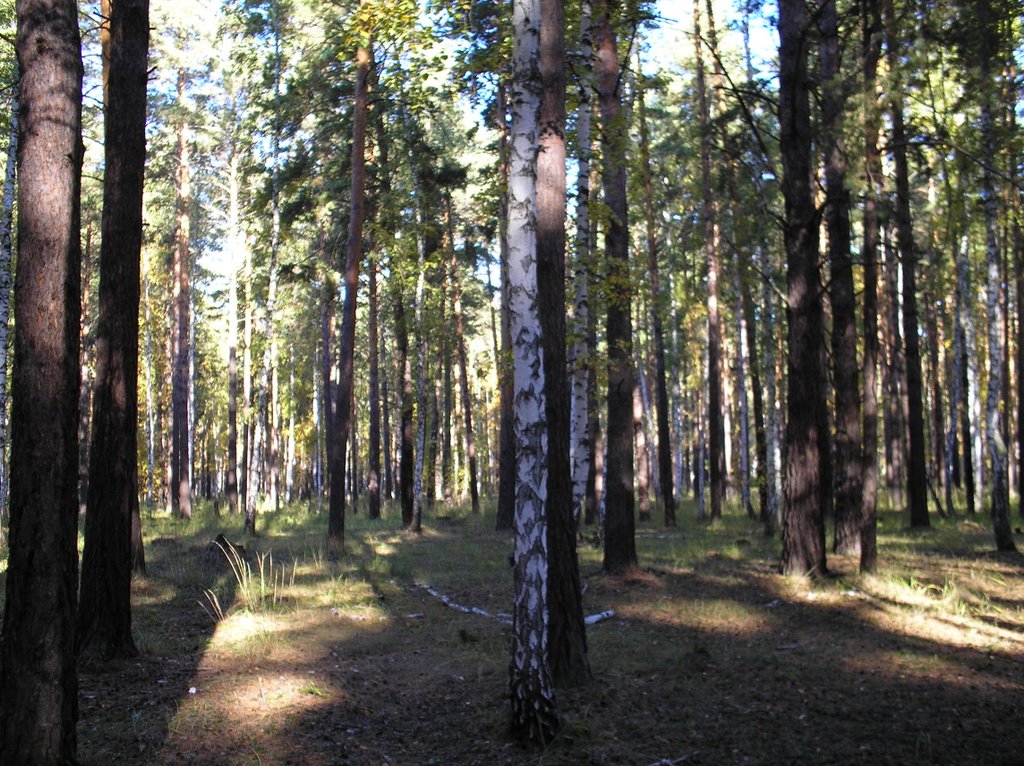 лес, Семиозерное