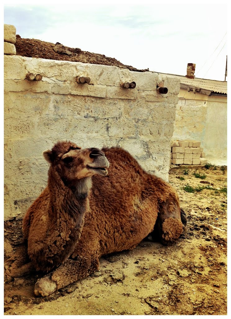 Bautino Camel, Баутино