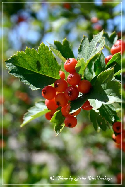 Hawthorn fruits, Баянаул