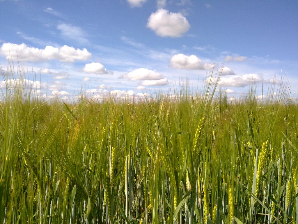 Пшеничное поле.., Большая Владимировка