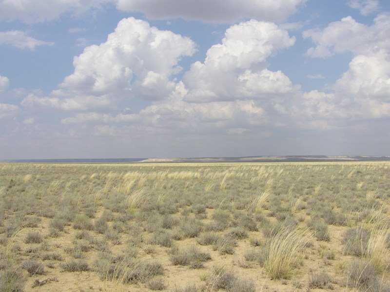 Растительность на нефтегазовом месторождении Узень, 2006г., Жарма