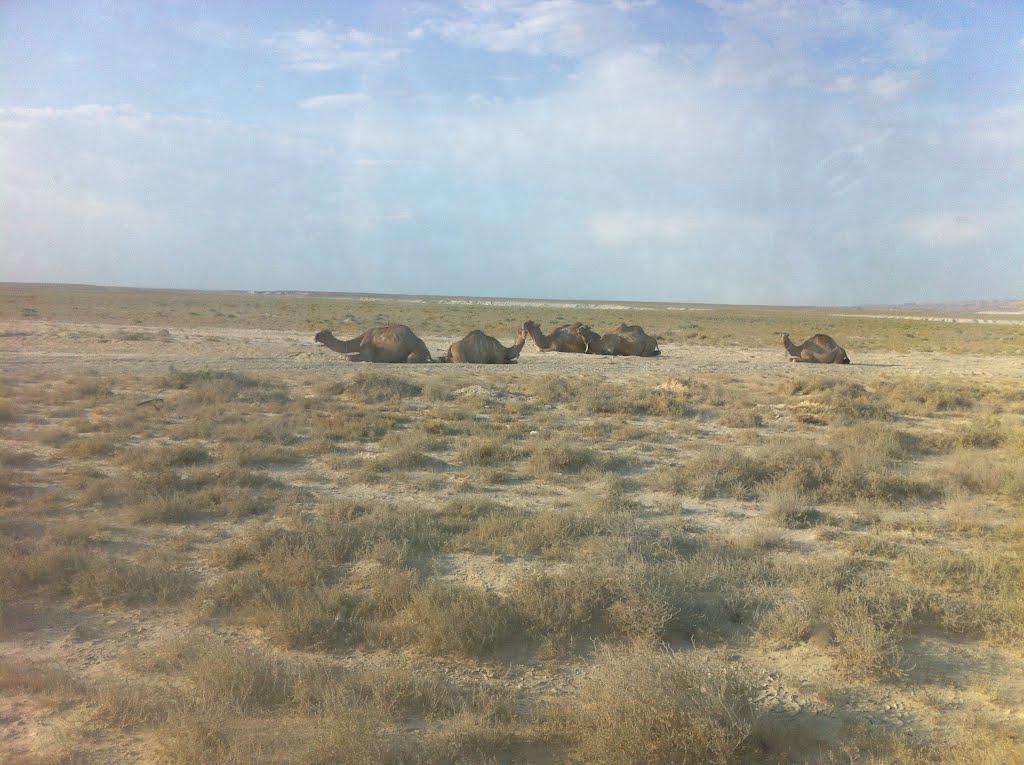 Camels are resting 09.08.2012, Жарма