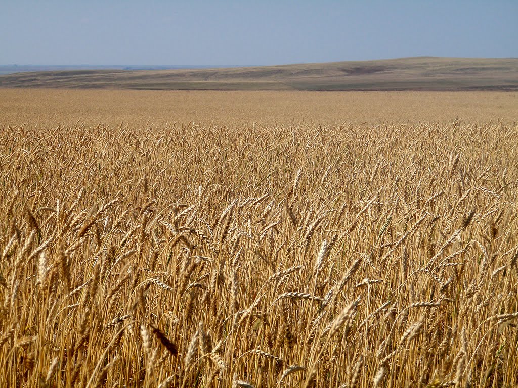 хлеб. пшеница, Новая Шульба