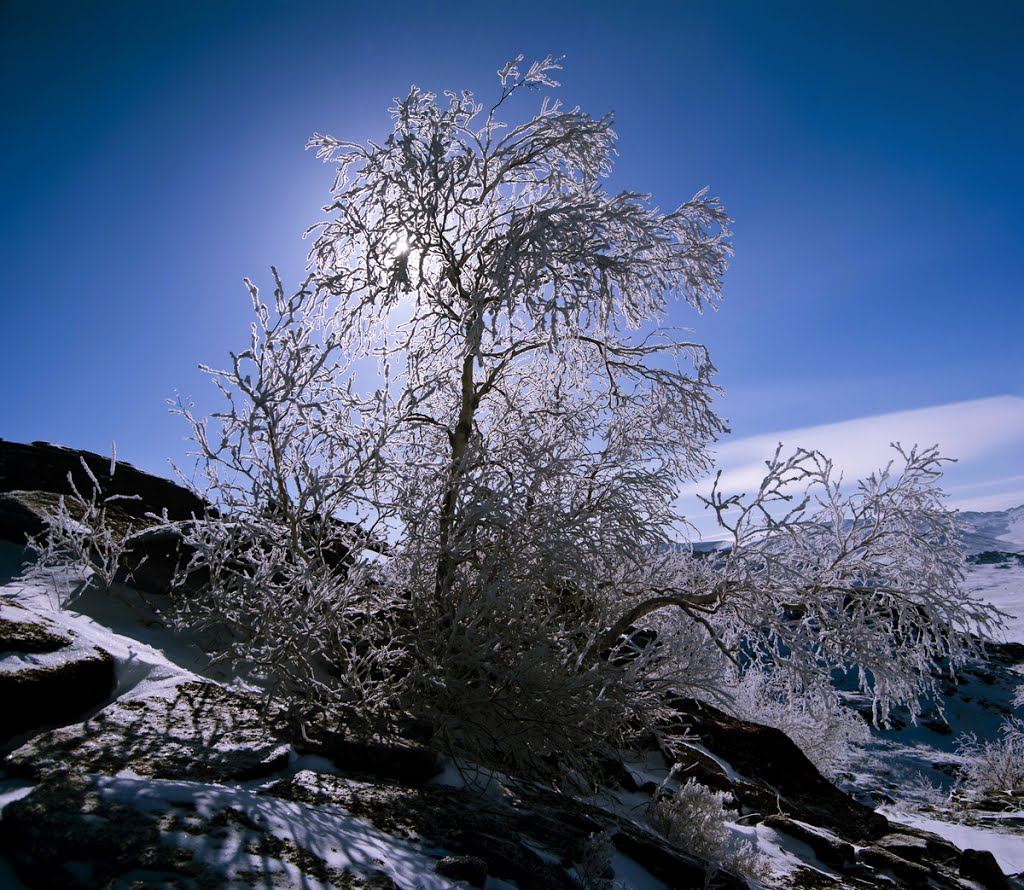 Изморозь//Snow on a tree, Семипалатинск