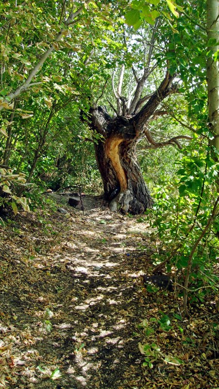 Старое дерево, Астраханка