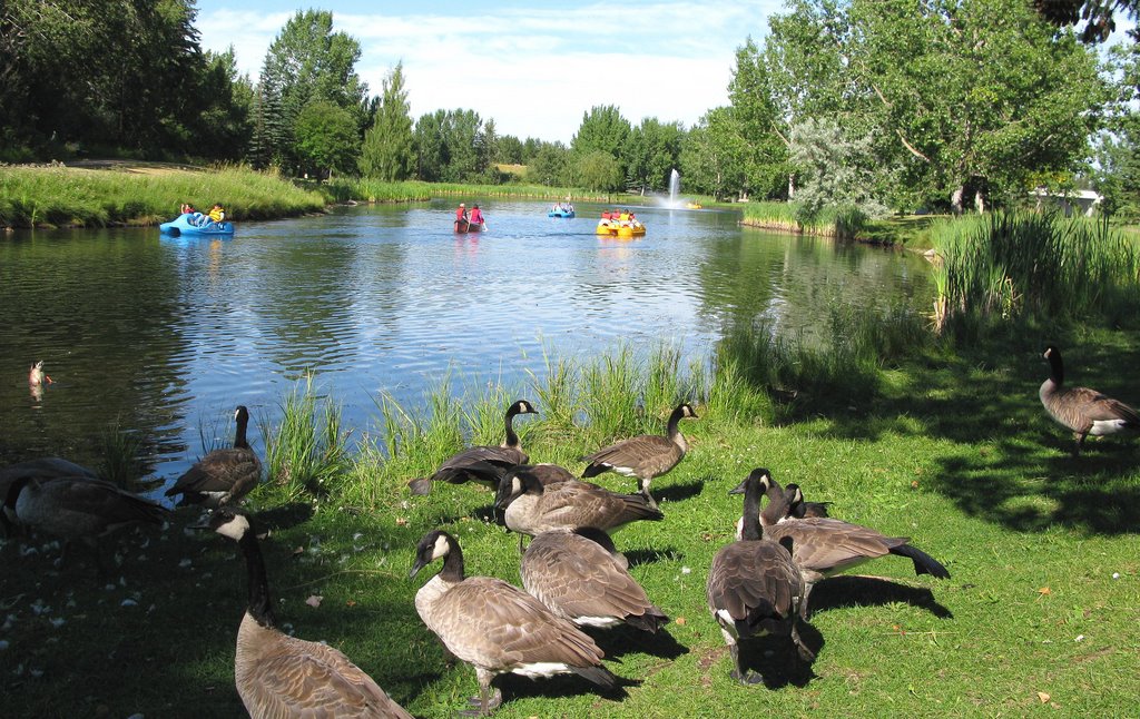 Bower Pond, Red Deer, Ред-Дир