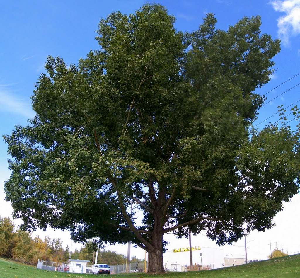 Favourite Tree at 48 Ave, 62 St. Red Deer, Ред-Дир