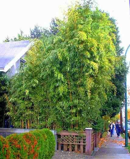 Golden Bamboo Grove near Oak & Broadway (2007), Ванкувер