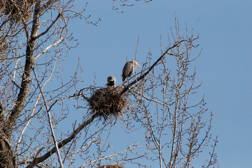 Blue Heron Nest, Вернон