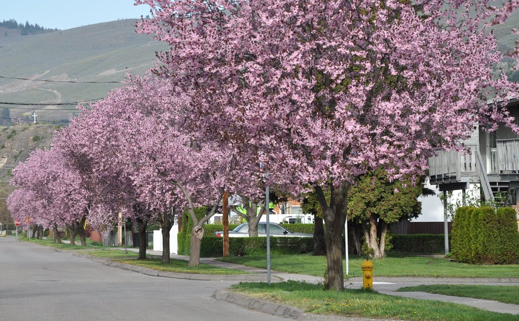 Vernon in May, Вернон
