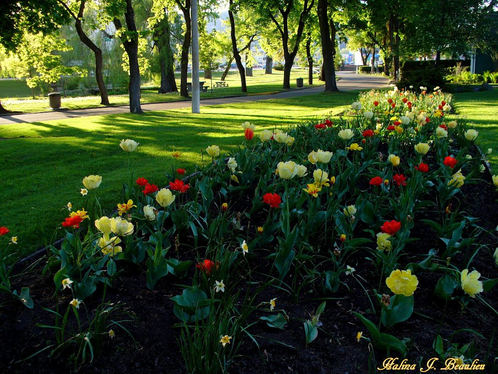 Colorful tulips, Вернон