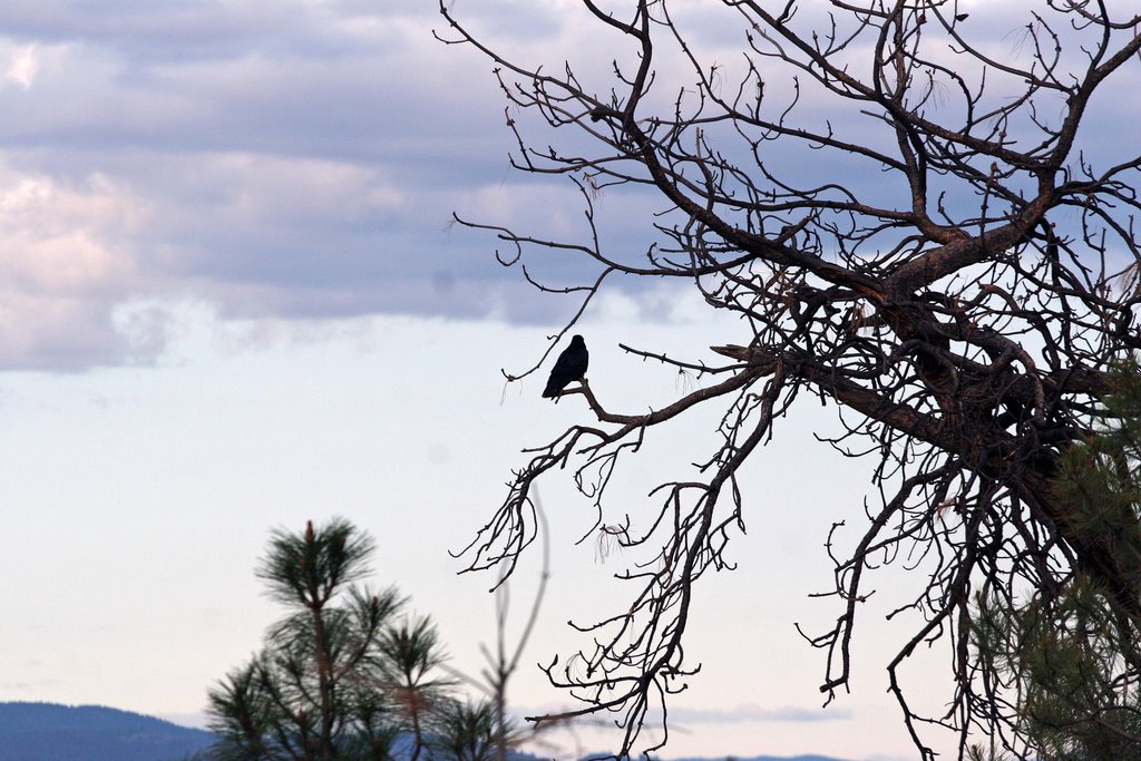 Crow resting on Old Pine tree, Камлупс