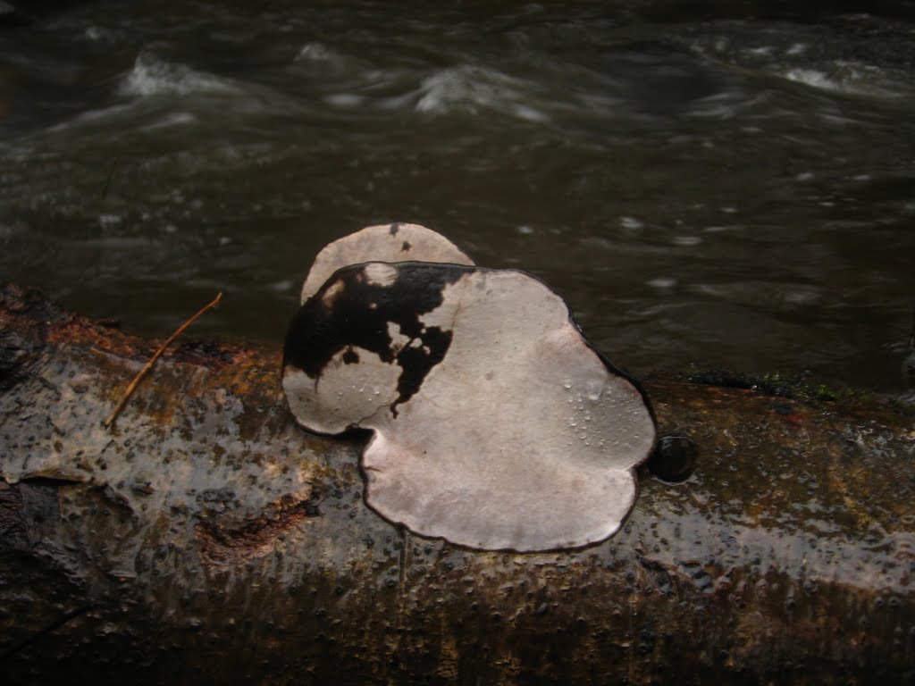 Nunns Creek Fungi, Кампбелл-Ривер