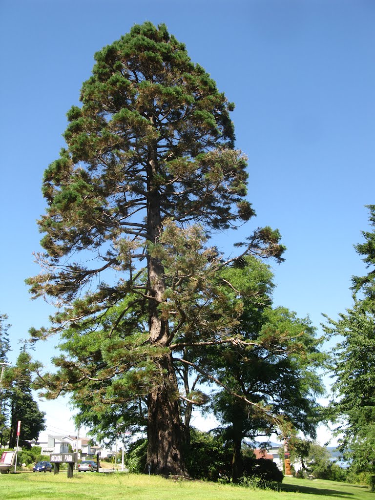 Sequoia Park, Кампбелл-Ривер