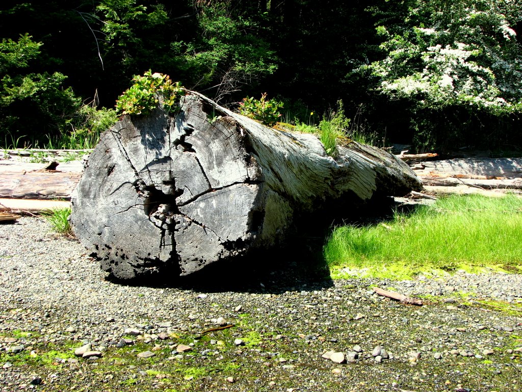Nurse log at the high water mark in Mark Bay, Newcastle Island (log is visible on Google Earth)..., Нанаимо