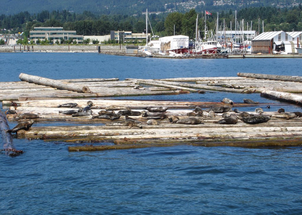 Sea Otters west of Lonsdale Quay, Норт-Ванкувер