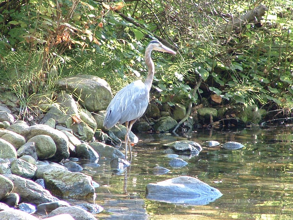 Great Blue Heron at Noons Creek, Порт-Муди