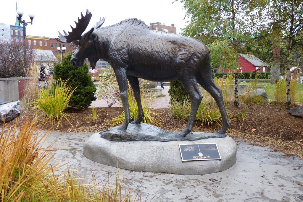 Moose Statue in Saint John, NB, Canada, Сент-Джон