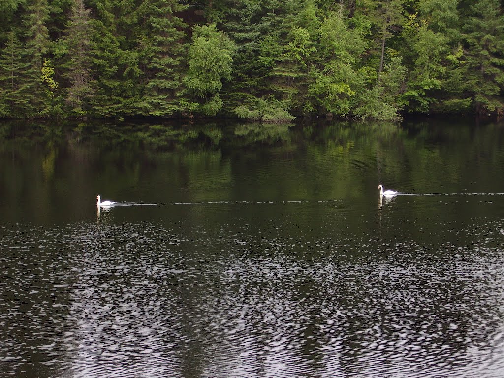 Pair of Swans, Корнер-Брук