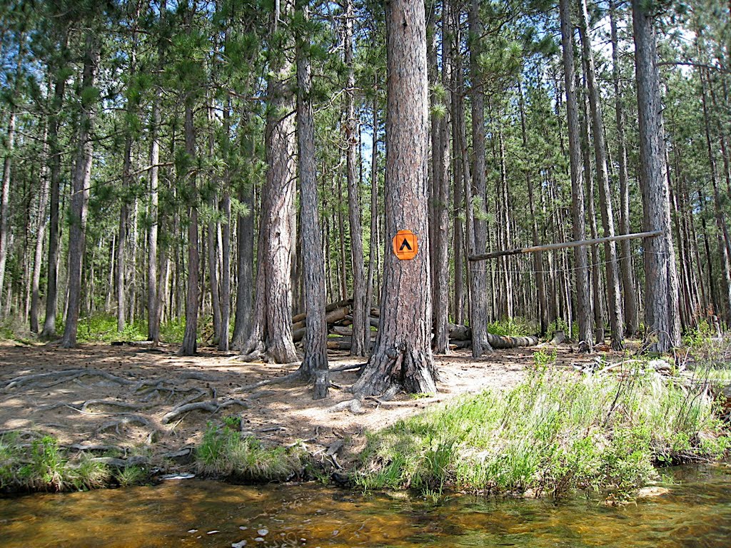 Jack Pine grove, Upper Spectacle Lake, Algonquin Park, Аврора
