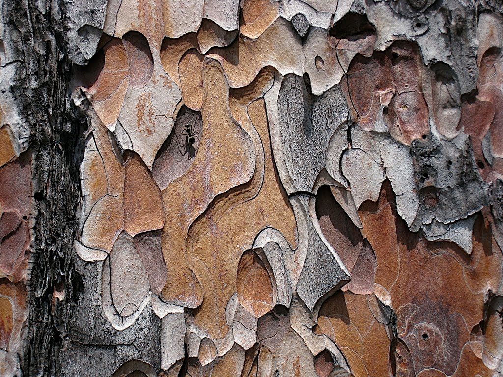 Ant on Jack Pine bark, Upper Spectacle Lake, Algonquin Park, Аврора