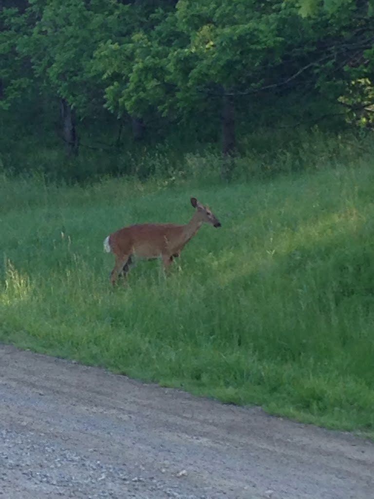 Deer in Dundas Valley Conservation Area, Анкастер