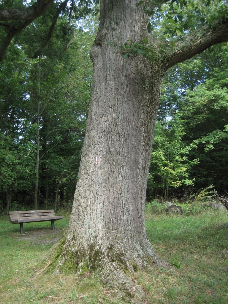 white oak (Quercus alba), Анкастер